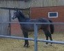 jumper Joy of Kannan (KWPN (Royal Dutch Sporthorse), 2014, from Kannan)