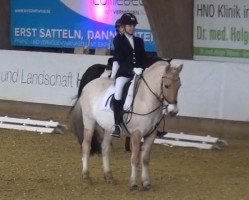 dressage horse Maxxwell (Fjord Horse, 2003, from Mastrup Romeo)