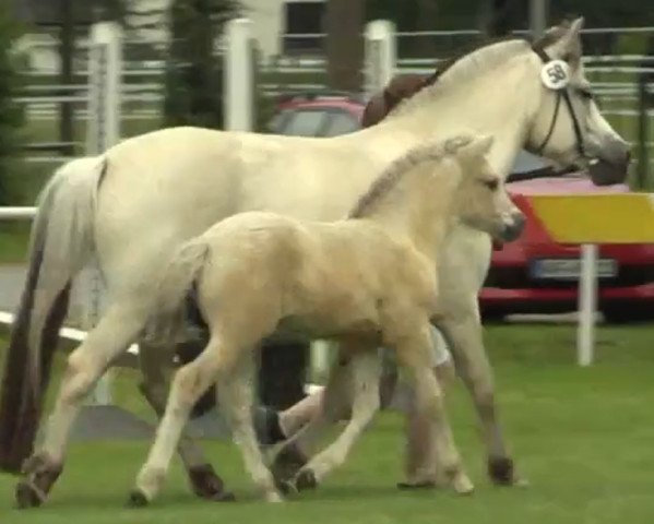 broodmare Ileya (Fjord Horse, 2014, from Ismo)