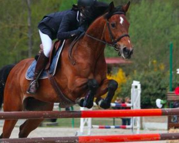 broodmare Royalty de Gravelotte (Selle Français, 2005, from Voltaire)