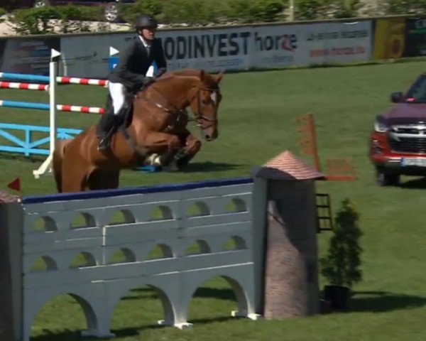 jumper E Inception (Royal Warmblood Studbook of the Netherlands (KWPN), 2009, from Indoctro)