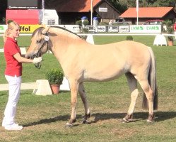 horse Linnea HN (Fjord Horse, 2012, from Kvest Halsnæs)