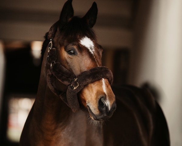 dressage horse SB Dreamworks (German Sport Horse, 2014, from De Niro)