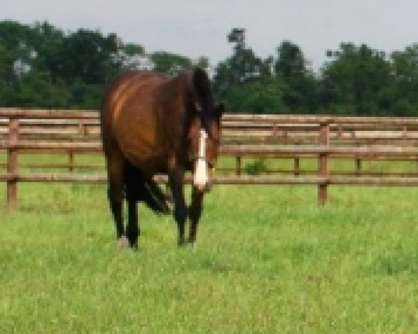 broodmare Kassina (Holsteiner, 1998, from Cassini I)