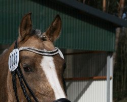 jumper Mi Biage (German Riding Pony, 2005, from The Braes My Mobility)