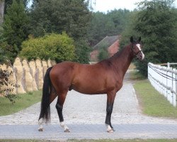 Springpferd Hamer Gr (Polnisches Warmblut, 2018, von Calvino Z)