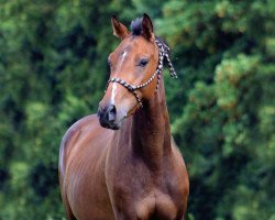 dressage horse Light on Leonardo (Kleines deutsches Reitpferd, 2013, from Hotrex)