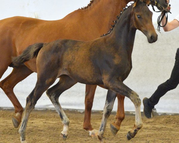 dressage horse Belle Joséphine (German Sport Horse, 2021, from GALAXY)