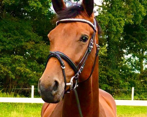 dressage horse Be Happy LM (Oldenburg, 2017, from Bordeaux 28)