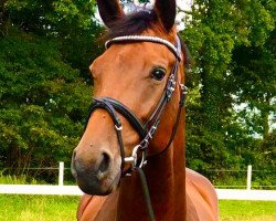 dressage horse Be Happy LM (Oldenburg, 2017, from Bordeaux 28)