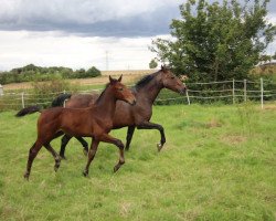 jumper Conner (Hanoverian, 2021, from Cornet's Carpaccio RT)