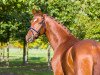 dressage horse Vangelio (Westphalian, 2012, from Vitalis)