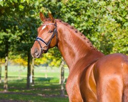 dressage horse Vangelio (Westphalian, 2012, from Vitalis)