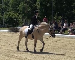 dressage horse Heloise 6 (Fjord Horse, 1994, from Hoimar)