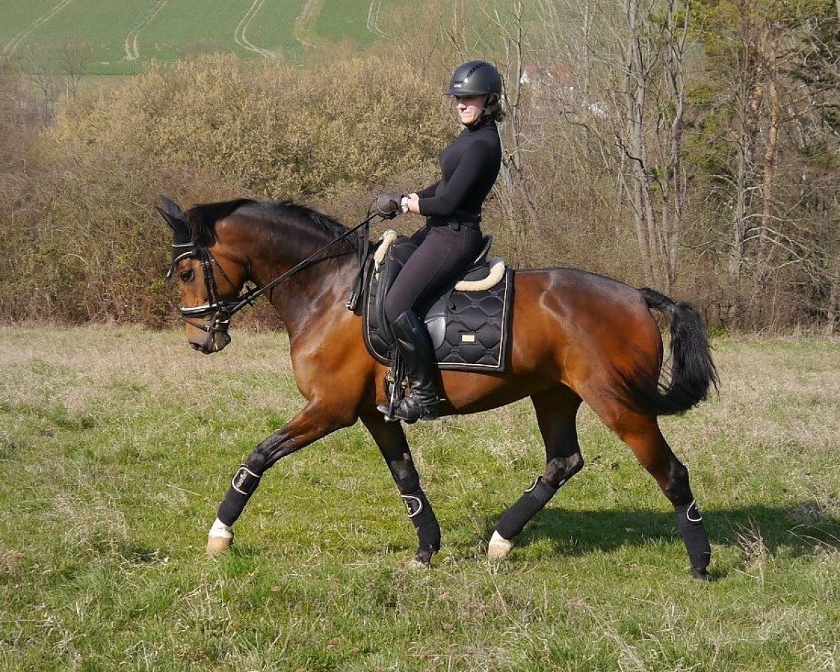 Dressurpferd Quibell 30 (Deutsches Sportpferd, 2012, von Quaterback)