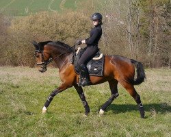 dressage horse Quibell 30 (German Sport Horse, 2012, from Quaterback)