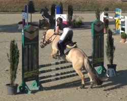 dressage horse Gandur 35 (Fjord Horse, 2010, from Hermansen N.2629)