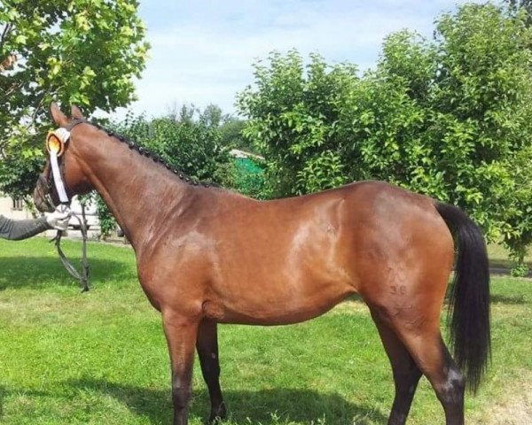 dressage horse Scadi de Spörcken (Hanoverian, 2012, from Spörcken)