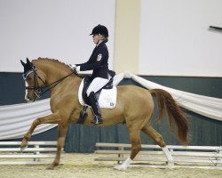 dressage horse Don Juan (German Riding Pony, 2002, from Dornik B)