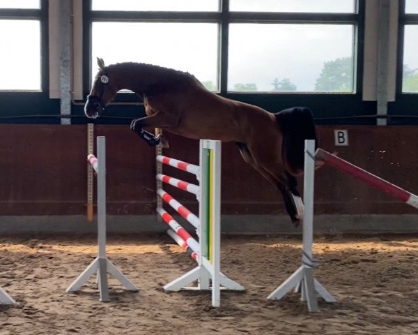 jumper Quinnity L (Hanoverian, 2017, from Qualito)