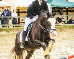 Zuchtstute Molly 410 (Tinker / Irish Cob / Gypsy Vanner, 2004)