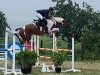 jumper Unique Rosy (Polish Warmblood, 2014, from Ulco)