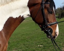 stallion Hahnenhofs Con Colore (German Sport Horse, 2017, from Con Spirito R)