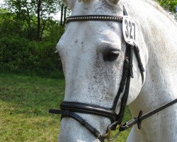 Pferd Lak 2 (Polnisches Warmblut, 1990, von Laufer)