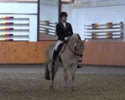 jumper Ceasar 17 (Fjord Horse, 2006, from Vlin)