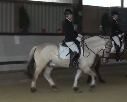 dressage horse Marlon (Fjord Horse, 2009, from Minor II 11 F)