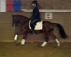 horse Prinz (New Forest Pony,  )