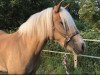 Pferd Starlet (Haflinger, 2018, von Starkwind)