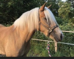 horse Starlet (Haflinger, 2018, from Starkwind)