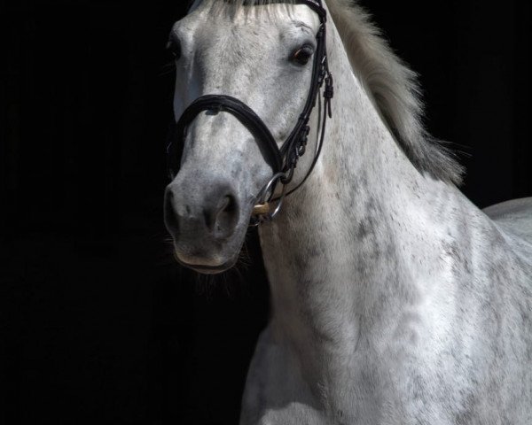 jumper Bounty 222 (Austrian Warmblood, 2003)