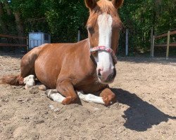 broodmare Dominga 22 (German Riding Pony, 2008, from Domingo)