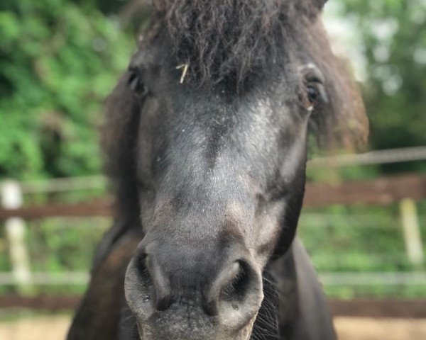 dressage horse Funny Bumbelbee (Shetland Pony, 2006)