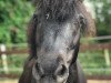 dressage horse Funny Bumbelbee (Shetland Pony, 2006)