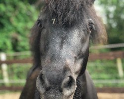 dressage horse Funny Bumbelbee (Shetland Pony, 2006)