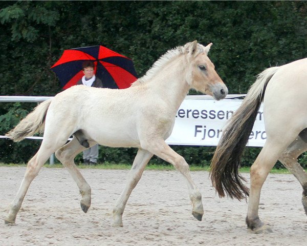 horse Visselbo (Fjord Horse, 2021, from Vacceur)