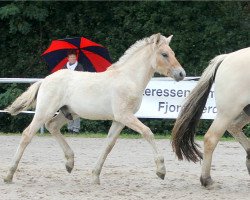 Pferd Visselbo (Fjordpferd, 2021, von Vacceur)