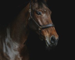 jumper Kalia (Hanoverian, 2018, from Karajan)