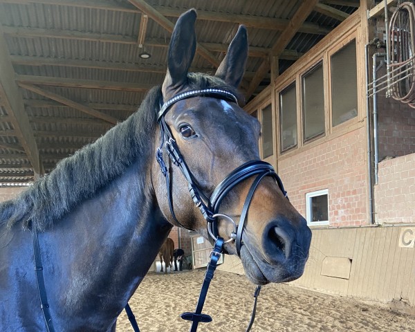 dressage horse Smilla 149 (Hanoverian, 2017, from Silberschmied)