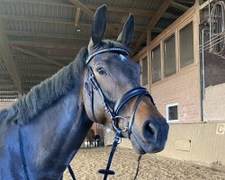 dressage horse Smilla 149 (Hanoverian, 2017, from Silberschmied)