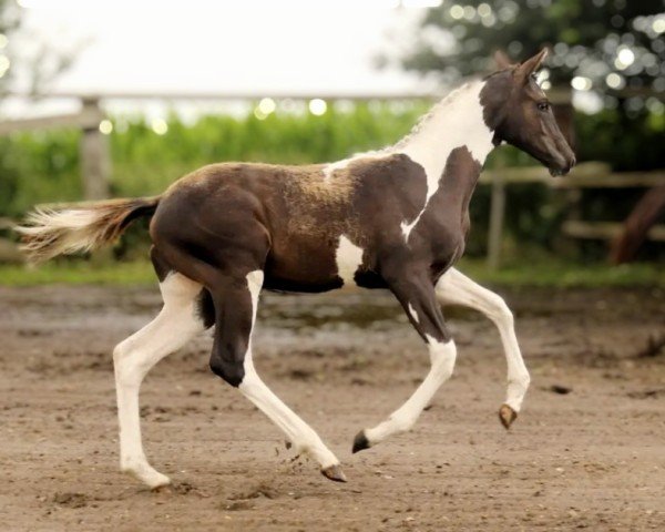 foal by Stute von Grenoble x Sixtus (Trakehner, 2024, from Grenoble)