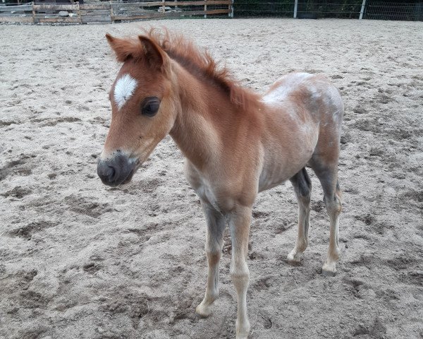 Dressurpferd Suky (Welsh Pony (Sek.B), 2020, von Samiro 57)