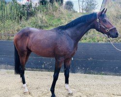 dressage horse Fideelius (Oldenburg, 2022, from Federer)