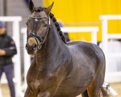 dressage horse Kazimiro (German Riding Pony, 2022, from Kent Nagano WE)