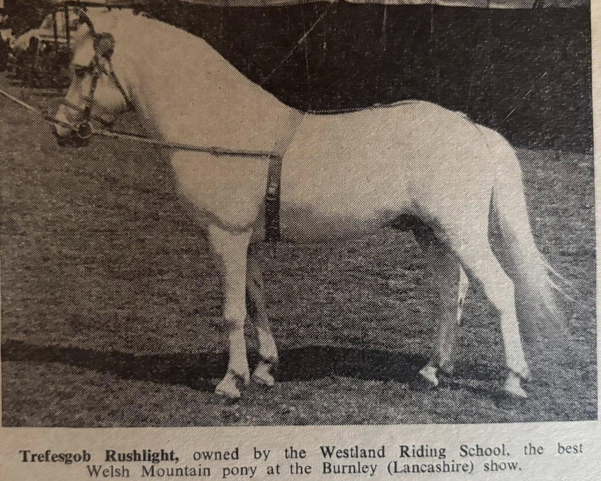 stallion Trefesgob Rushlight (Welsh mountain pony (SEK.A), 1948, from Coed Coch Glyndwr)
