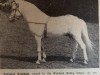 stallion Trefesgob Rushlight (Welsh mountain pony (SEK.A), 1948, from Coed Coch Glyndwr)