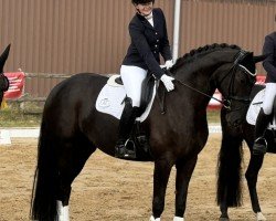 dressage horse Bellezza SB (Hanoverian, 2016, from Bon Coeur)